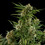 Royal Critical Auto