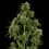 Royal Critical Auto