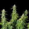 Northern Light Auto