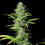 Northern Light Auto