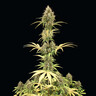 Amnesia Haze Auto