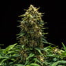 Sweet Skunk Auto