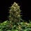 Sweet Skunk Auto