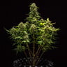 Sweet Skunk Auto