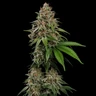Bubblegum XL