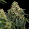 Haze Berry