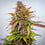 Bubble Kush Auto