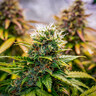 Bubble Kush Auto