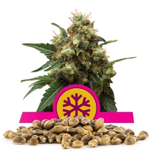 ICE Bulk Seeds