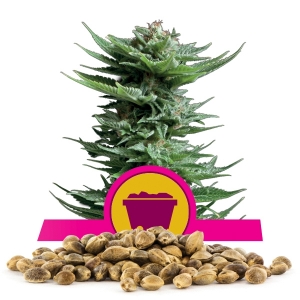Shining Silver Haze Bulk Seeds