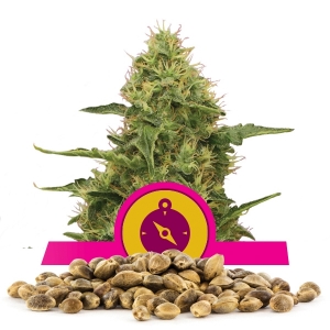 Northern Light Bulk seeds