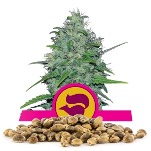 Skunk XL Bulk Seeds