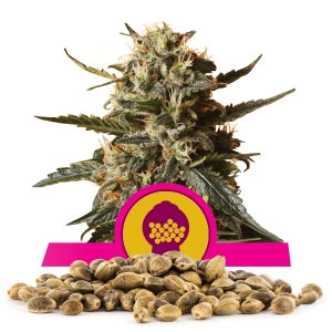 Bubblegum XL Bulk Seeds
