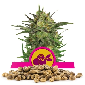 Haze Berry Bulk Seeds