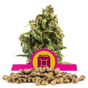 Sour Diesel Bulk Seeds