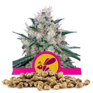 Royal Caramel fast version Bulk Seeds
