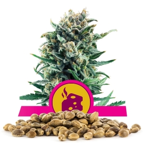 Blue Cheese Bulk Seeds