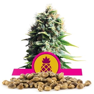 Σπόροι Pineapple Kush Σε Χονδρική