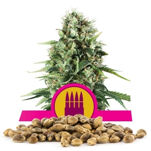Royal AK Bulk Seeds