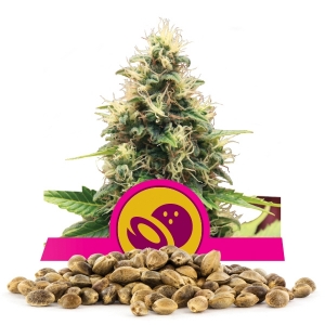 Somango XL Bulk Seeds
