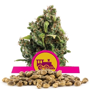 Candy Kush Express Fast Version Bulk Seeds