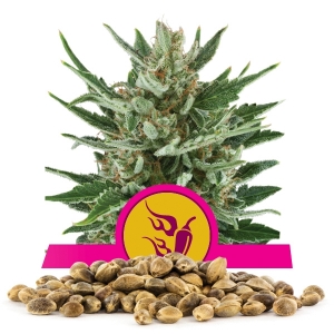 Speedy Chile Fast Version Bulk Seeds