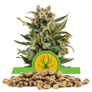 White Widow Automatic Bulk Seeds