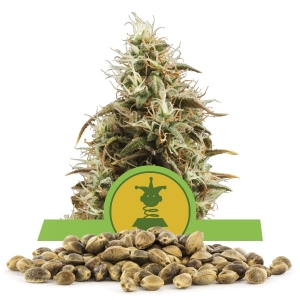 Royal Jack Automatic Bulk Seeds