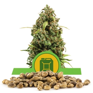 Diesel Automatic Bulk Seeds