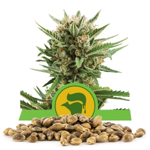 Sweet Skunk Automatic Bulk Seeds