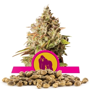 Royal Gorilla Bulk Seeds
