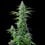 Royal Cookies Auto