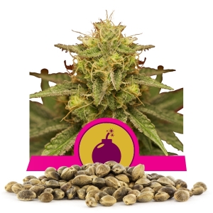 Royal Domina Bulk Seeds