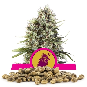 Chocolate Haze Bulk Seeds