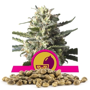 Lemon Shining Silver Haze Bulk Seeds