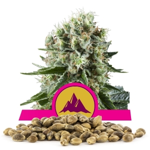 Critical Kush Bulk Seeds