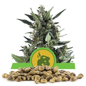 Blue Cheese Automatic Bulk Seeds