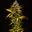 Purple Queen Auto