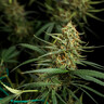 HulkBerry Auto