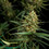 HulkBerry Auto