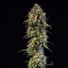 Haze Berry Auto