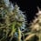 Haze Berry Auto