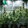Fat Banana Auto