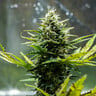 Fat Banana Auto