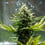Fat Banana Auto