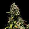 Purple Punch Auto