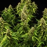 Wedding Cake Auto