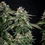 Cherry Pie