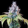 Dynamite Diesel