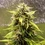 Tropicana Cookies Purple Auto
